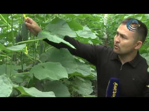 Видео: ЕЛ мен ЖЕР / 22.06.2023