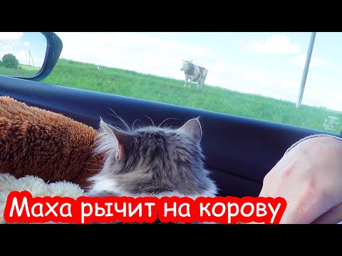 Видео: VLOG Как мы ехали с двумя кошками и ребенком 6 часов на море