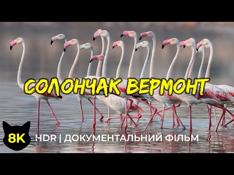 Видео: Дика природа Африки - #10 | 8K HDR Документальний фільм про дивовижних птахів солончаку Вермонт