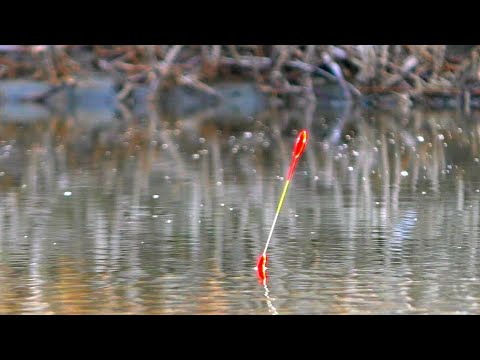 Видео: ТОЛЬКО ЗАКИНУЛ ПОПЛАВОК СРАЗУ ПОТАЩИЛО САЗАН  рыбалка на карася 2020