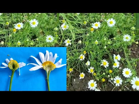 Видео: РОМАШКА АПТЕЧНАЯ, КАК ОТЛИЧИТЬ, СДЕЛАЙ ЭТОТ ТЕСТ. Эстония.