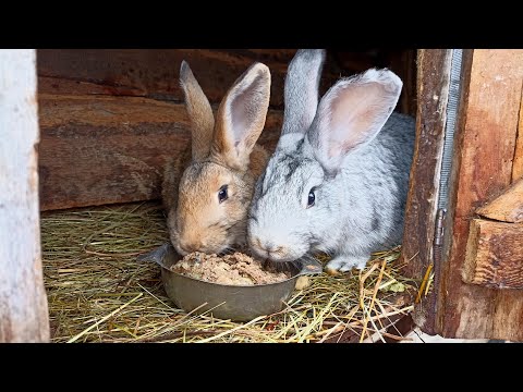 Видео: Мешанка для кроликов!!! [корм для быстрого набора веса]