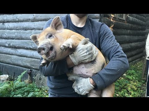 Видео: Кармал - это вам не мангалица! Самый послушный ребёнок!