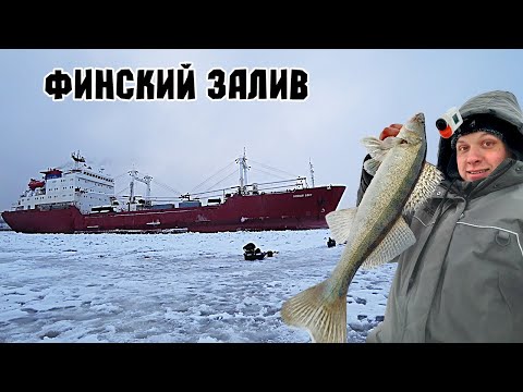Видео: СУДАКИ ФИНСКОГО ЗАЛИВА НА ВИБЫ ЗИМОЙ