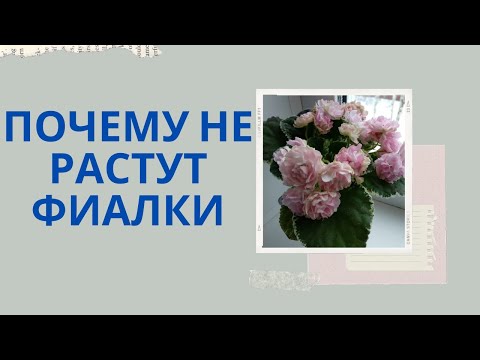 Видео: Фиалки. Основные причины по которым они не растут