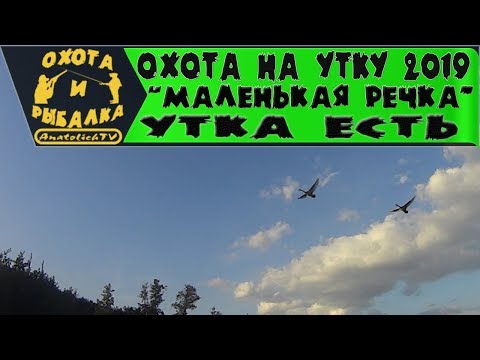 Видео: Охота на утку!  Маленькая речка- утка есть! (2019 год)