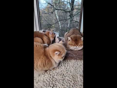 Видео: утро понедельника