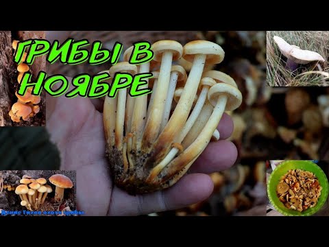 Видео: И ничего не предвещало удачи пока не встретил зимние опята | flammulina elastica