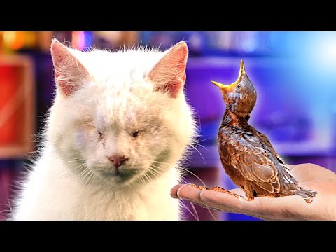 Видео: РЕАКЦИЯ СЛЕПОГО КОТА на МАЛЕНЬКОГО ПТЕНЧИКА