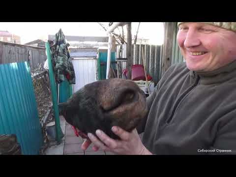 Видео: Добыли и сразу приготовили. Деликатесы Сибири, прямо из леса.