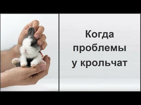 Видео: Вздутие у кроликов - как решить проблему