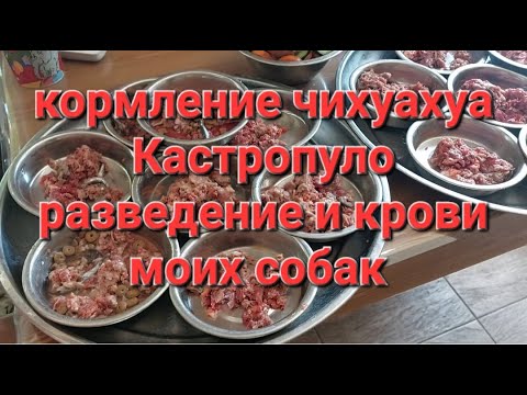Видео: кормление чихуахуа, разведение,крови нашего питомника Кастропуло, купить красивого щенка 89787458062