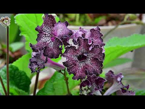 Видео: Обзор стрептокарпусов, приятно удививших  в этом месяце