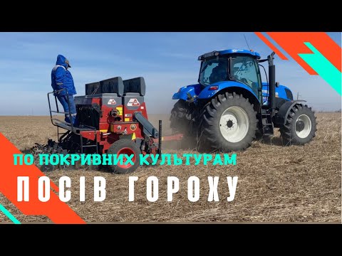 Видео: Посів гороху по покривним культурам без обробки грунту у Львівській області