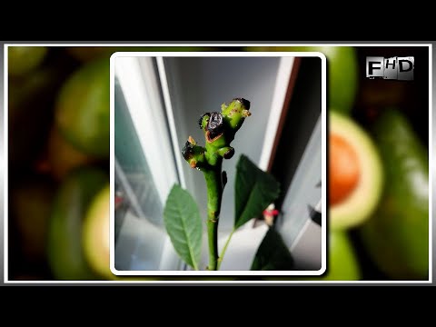 Видео: Как вырастить Авокадо из косточки дома (часть 5)