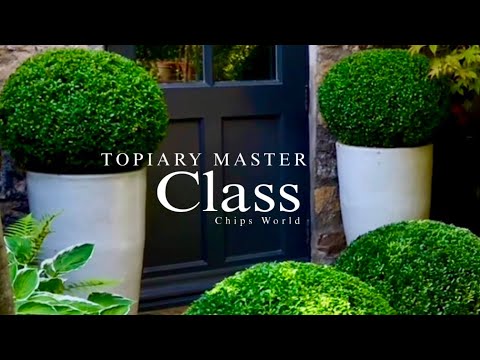 Видео: Простая топиарная стрижка: советы и рекомендации #топиарий #урок #самшитовыешары