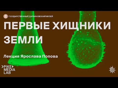 Видео: Онлайн-лекция Ярослава Попова "Первые хищники земли" | Дарвиновский музей