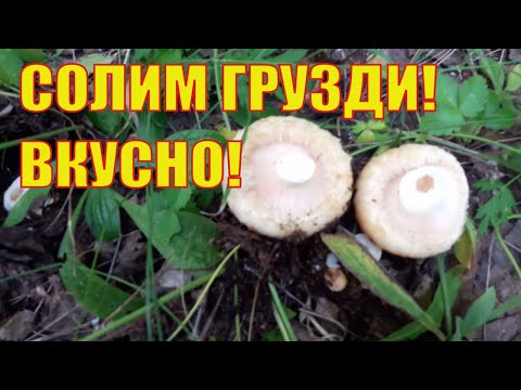Видео: СОЛИМ сырые грузди? Очень вкусный холодный способ!