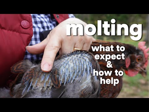 Видео: признаки того, что ваше стадо вот-вот начнет линять