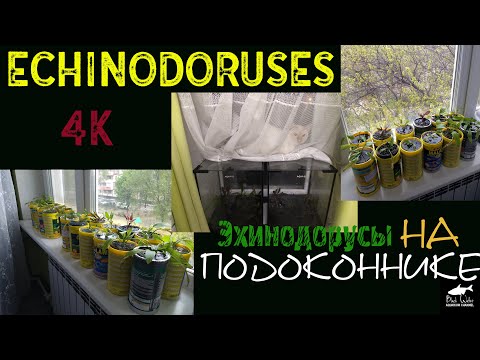 Видео: Эхинодорусы На Подоконнике (25 Видов). Очень Просто!