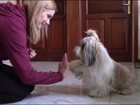 Видео: "Дай лапу" + Учим забавно просить вкусняшку | Дрессировка