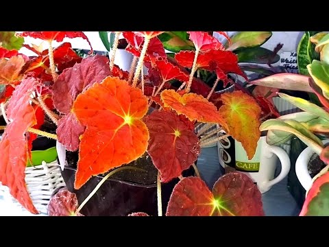 Видео: 🌿Зимний краткий обзор растений № 1🌿