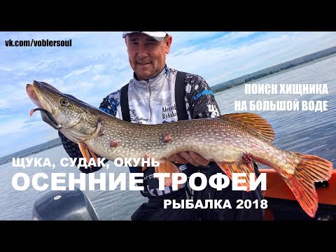 Видео: Волжские Трофеи. Ловля Щуки, Судака, Окуня осенью на Спиннинг. (Воблер, Джиг, Свимбейт, Пилькер)