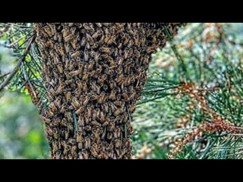 Видео: Занбури   рой