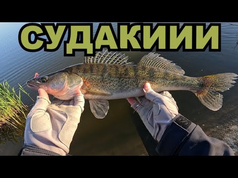 Видео: ВЕСНЯНИЙ ЖОР СУДАКА!!! РИБАЛКА НА ПРИВАТНІЙ ВОДОЙМІ