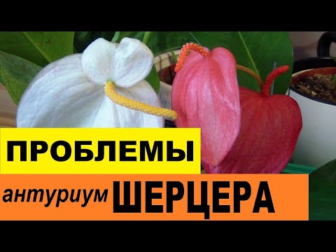 Видео: Антуриум уход: Проблемы антуриума Шерцера после пересадки