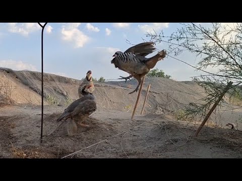 Видео: 29 июля 2025 г.