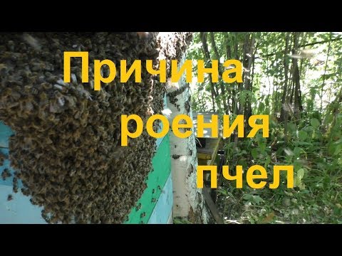 Видео: Одна из причин частого роения пчел