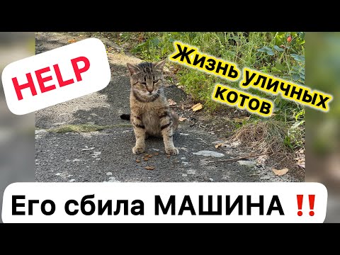 Видео: КОТА 🐈‍⬛ СБИЛА машина ‼️