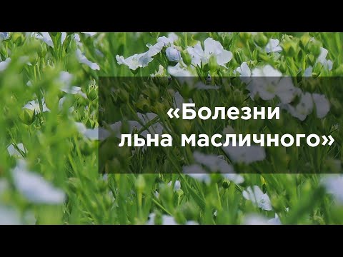 Видео: Болезни льна масличного