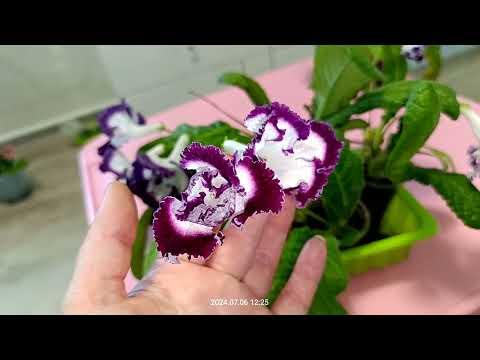 Видео: Стрептокарпусы на 6.07.24