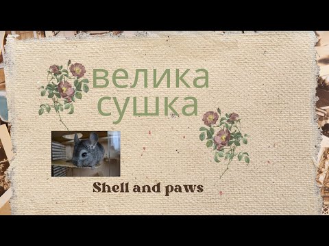 Видео: Сушка для шиншил. Шиншили. Тополя, верба, липа