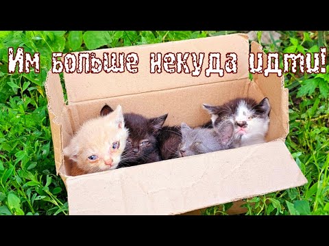 Видео: 💔Котят с заклеянными глазами  выкинули у дороги/ они молча ждали смерти в коробке 💔 save the kittens