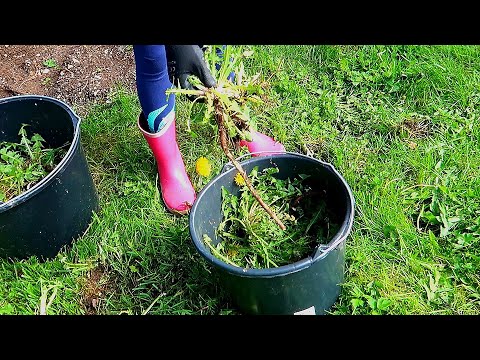 Видео: VLOG Борьба с одуванчиками продолжается.  Меняю фамилию?!