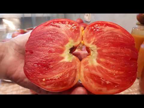 Видео: Часовая дегустация томатов . Приятного просмотра!