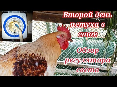 Видео: Обзор регулятора света. Второй день петуха Марселя в стае.