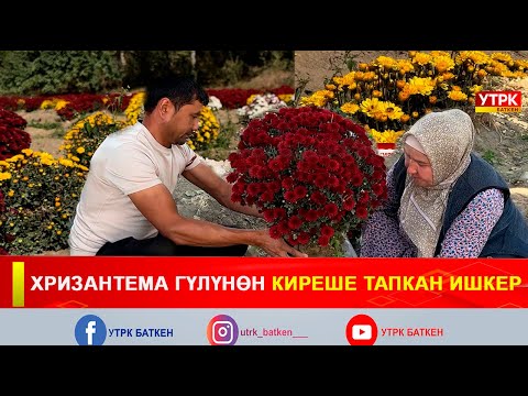 Видео: ХРИЗАНТЕМА ГҮЛҮНӨН КИРЕШЕ ТАПКАН ИШКЕР