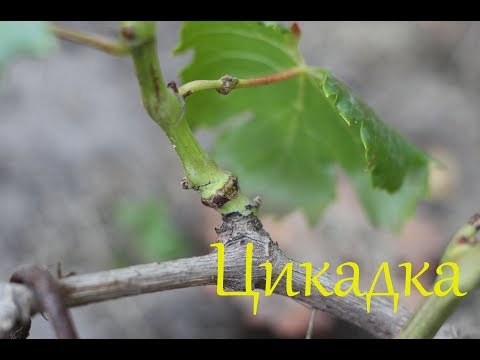 Видео: Буйволовидная цикадка. Виноград 2017.