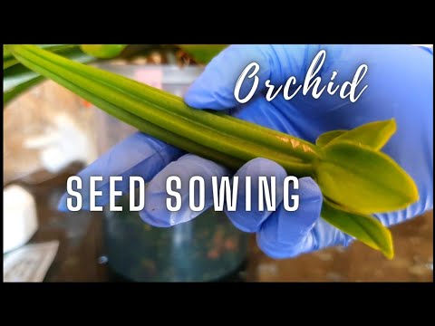 Видео: Посев семян орхидеи в домашних условиях | Метод выращивания в зелёных стручках | Мой опыт и резул...