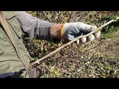 Видео: Черная смородина, размножение в октябре, 100 % результат.