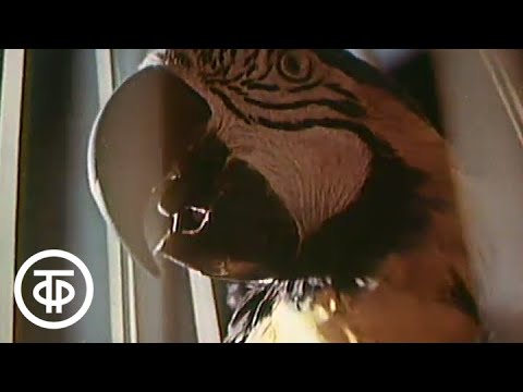 Видео: Биология. Огород под стеклом (1989)