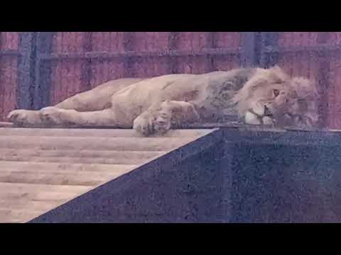 Видео: 29.10 Шерханчик хочет кушать и рычит