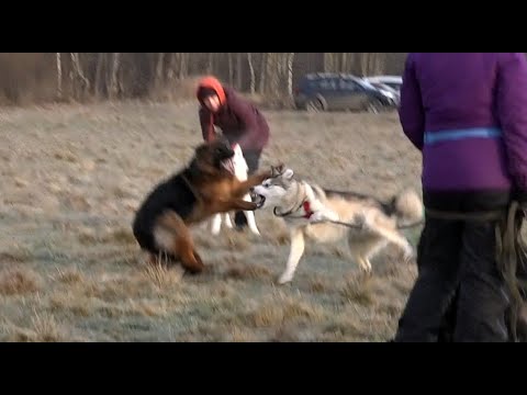 Видео: Когда собаки дерутся, что делать? Выпуск 13.