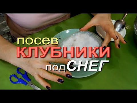 Видео: Посев КЛУБНИКИ под СНЕГ! Советы от ЗЕЛЕНОГО ОГОРОДА!