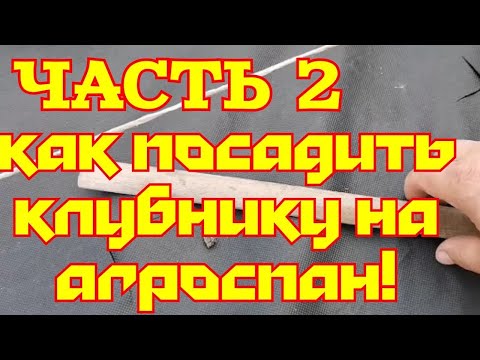 Видео: " Часть 2; КАК ПОСАДИТЬ КЛУБНИКУ НА АГРОСПАН, НЕ ИСОЛЬЗУЯ ПРИ ЭТОМ ВЫСОКИЕ ГРЯДКИ! "