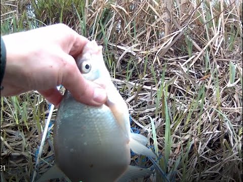 Видео: Ловля на фидер 02.05.2021